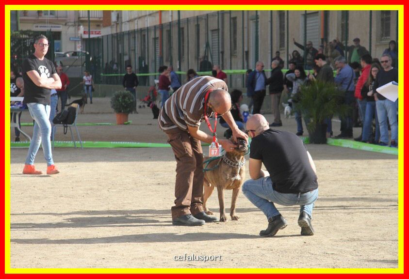 180311 mostra_canina 163.jpg